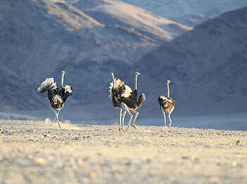 Hoanib Skeleton Coast Camp: Straussenvögel Hoanib Skeleton Coast Camp: Straussenvögel