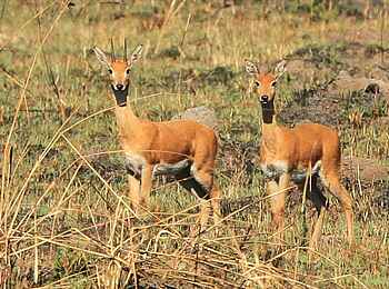 KaingU Safari Lodge: Oribis