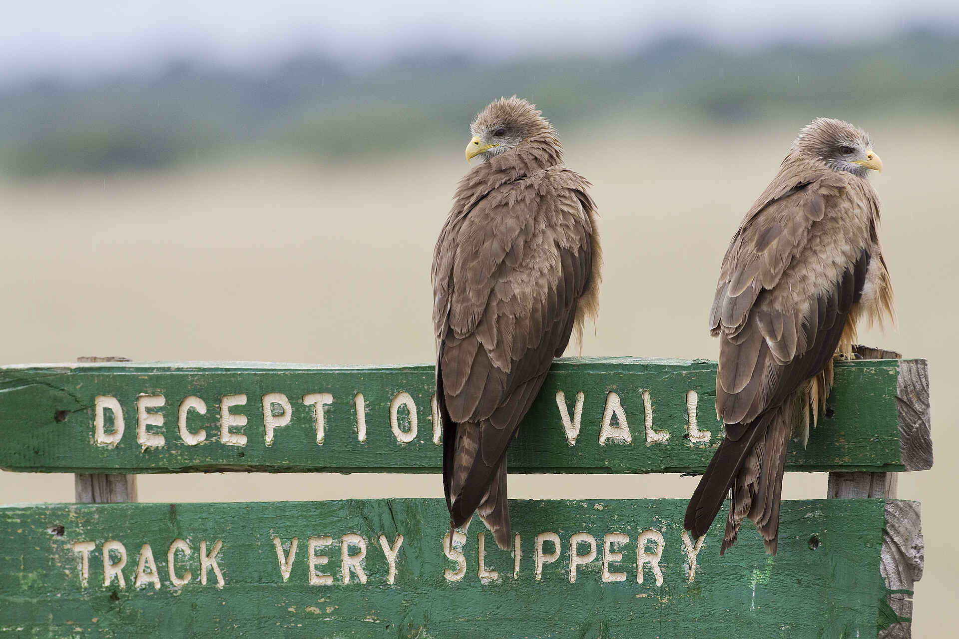 Kalahari Plains Camp: Deception Valley