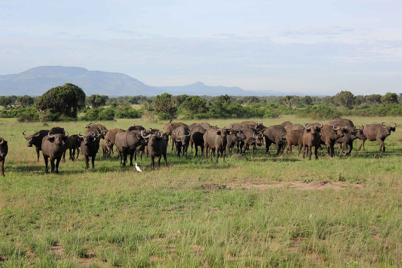 Kasenyi Safari Camp: Büffelherde Kasenyi Safari Camp: Büffelherde