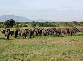 Kasenyi Safari Camp: Büffelherde