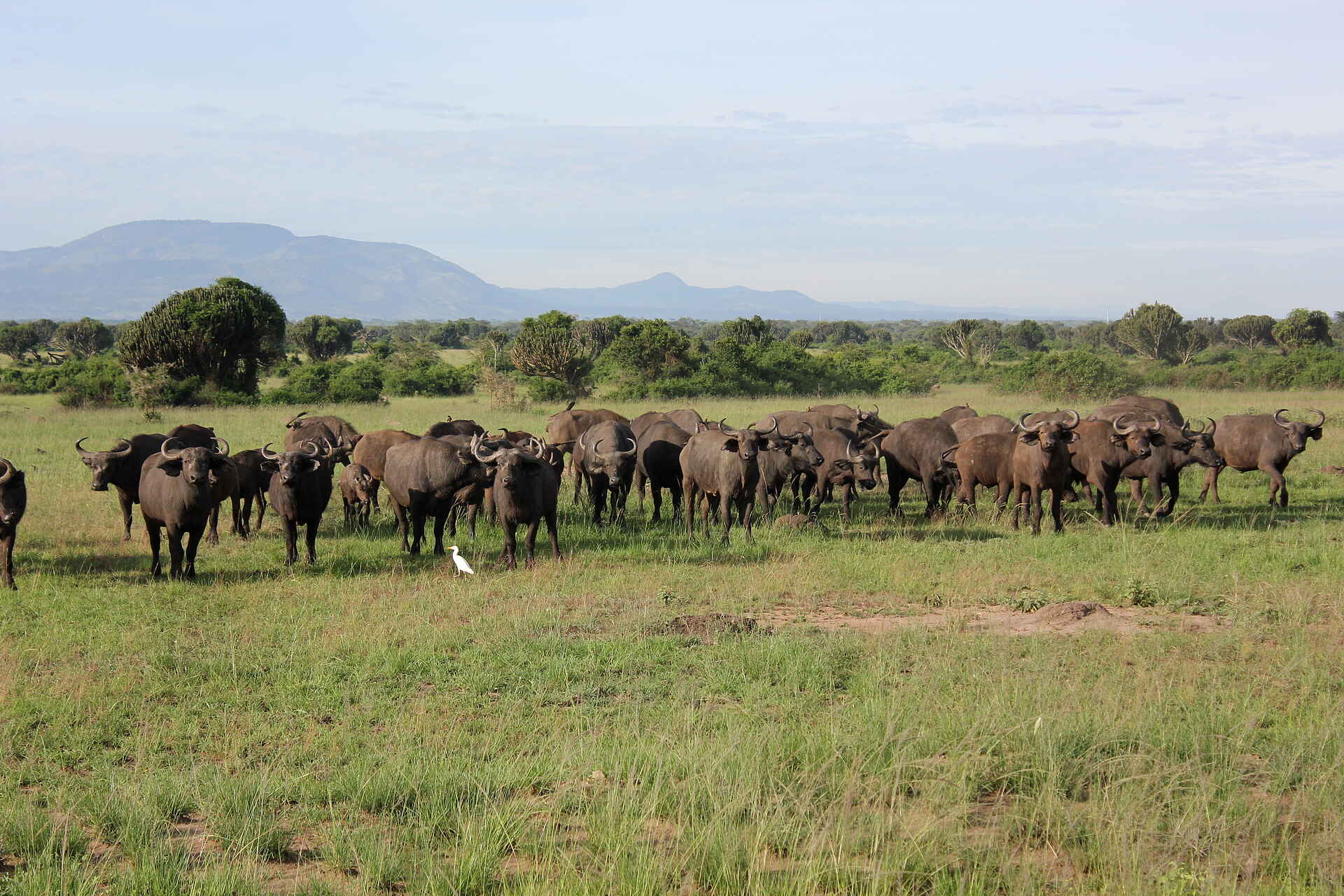 Kasenyi Safari Camp: Büffelherde