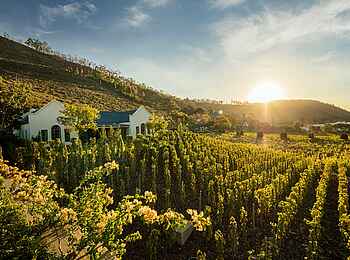 Leeu Estates: Vineyard Cottage