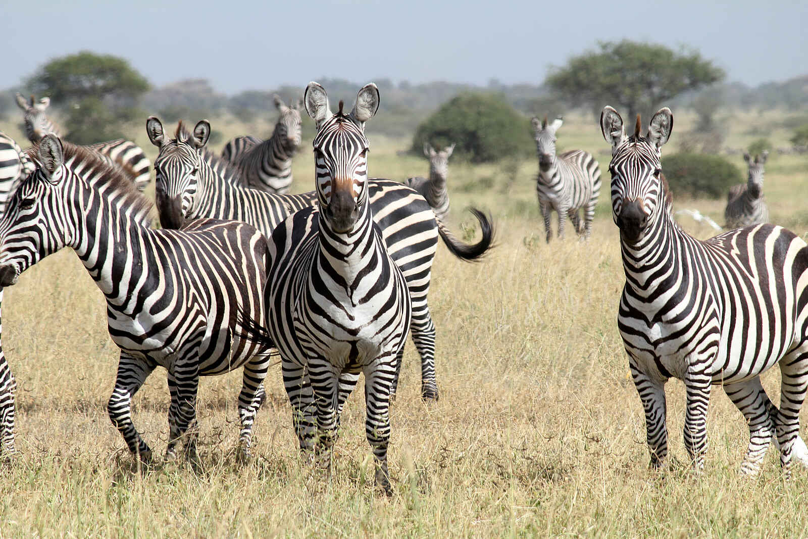 Manyara Ranch: Zebras Manyara Ranch: Zebras