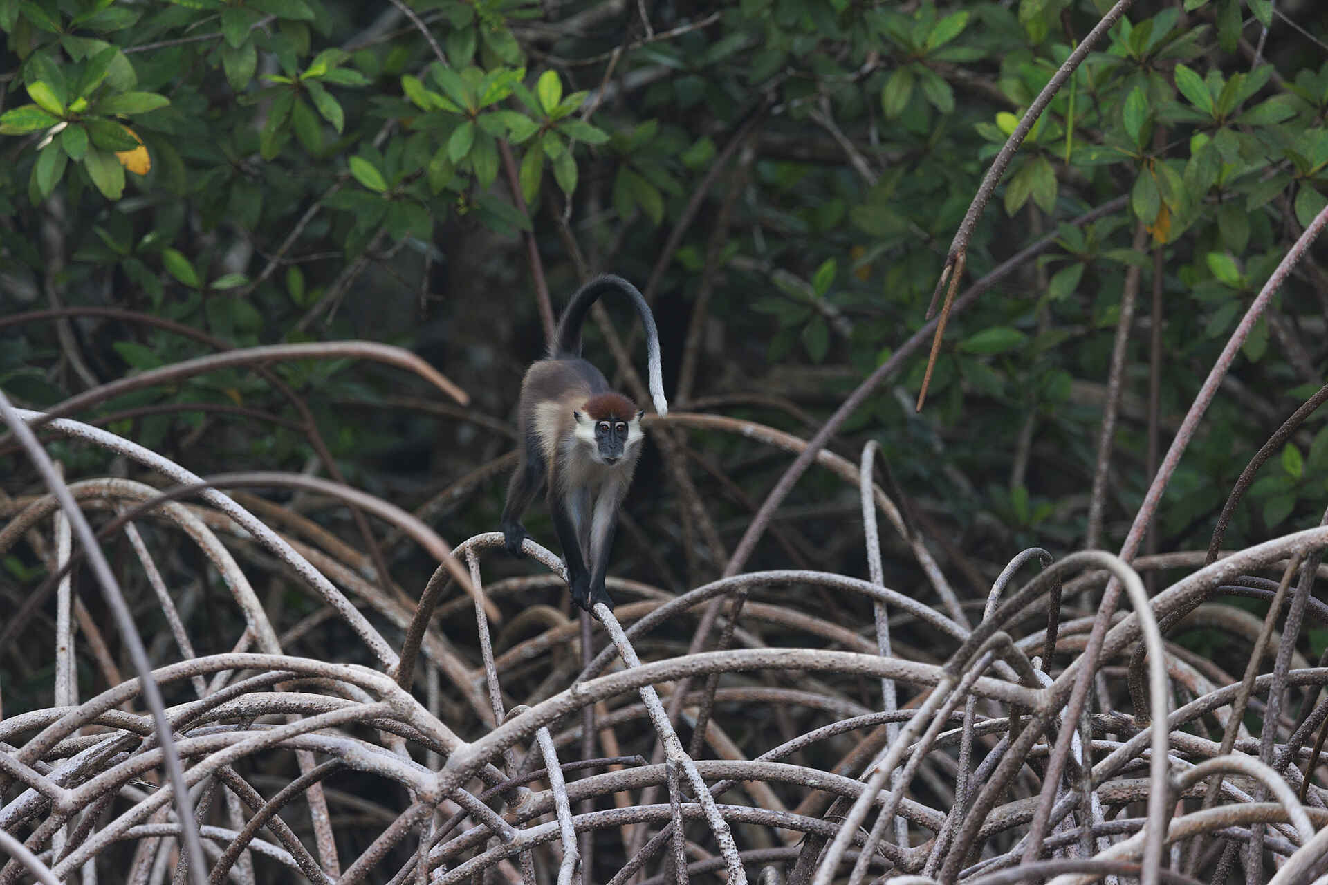 Nyanga Lodge: Mangabe