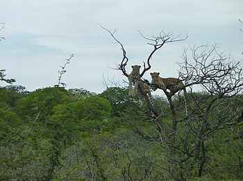 Okutala Lodge: Leoparden auf Baum Okutala Lodge: Leoparden auf Baum