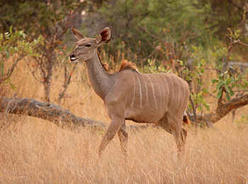 Pom Pom Camp: Kudu Pom Pom Camp: Kudu