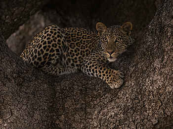 Sanguni Safari Lodge: Ein Leopard