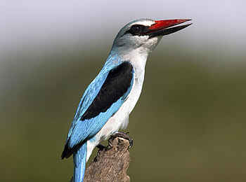 Selinda Explorers Camp: Birding