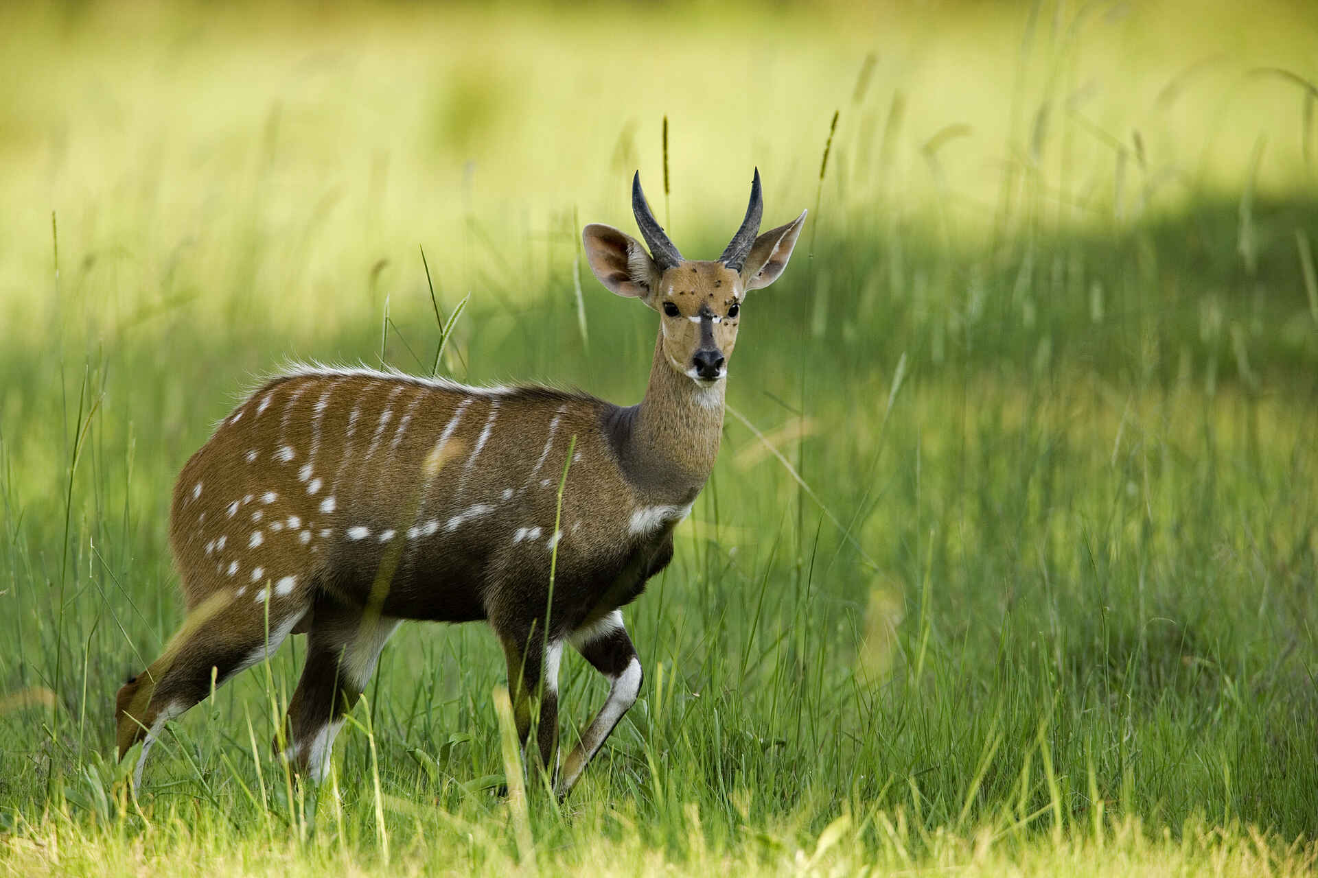Selinda Explorers Camp: Bushbuck