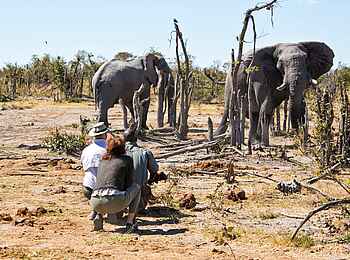 Skybeds: Walking Safari Skybeds: Walking Safari