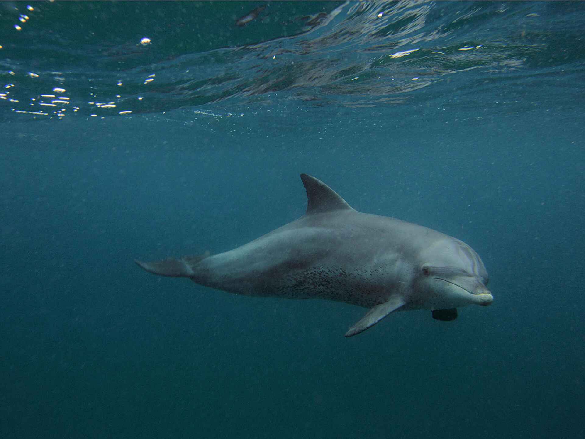 Thonga Beach Lodge: Delfin