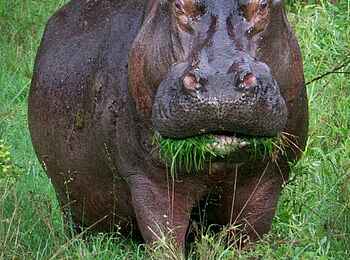 Xakanaxa Camp: Grasendes Nilpferd