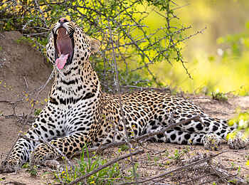 Cheetah Plains: Leopard beim Dösen Cheetah Plains: Leopard beim Dösen