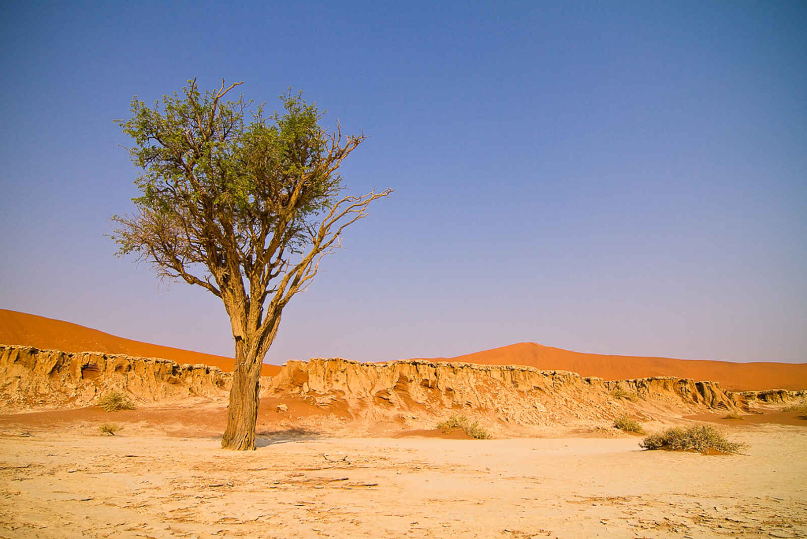 Desert Homestead Outpost: Bizarre Vegetation Desert Homestead Outpost: Bizarre Vegetation
