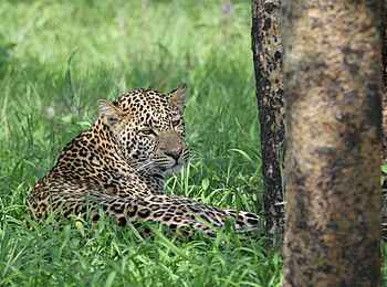 Legendary Mwiba Lodge: Müder Leopard Legendary Mwiba Lodge: Müder Leopard