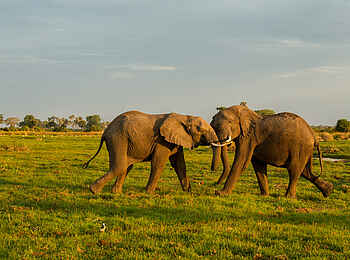 Mombo Camp: Kämpfende Elefanten Mombo Camp: Kämpfende Elefanten