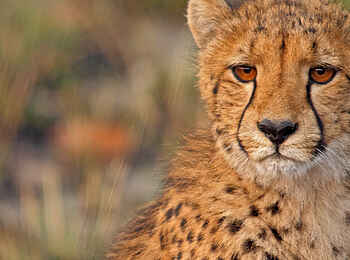 Ntemwa Busanga Bushcamp: Portrait eines Geparden