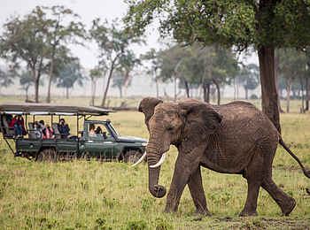 Sentinel Mara Camp: Elefant auf Safari