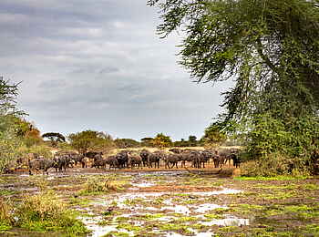 Singita Pamushana Lodge: Büffel an einer Wasserstelle