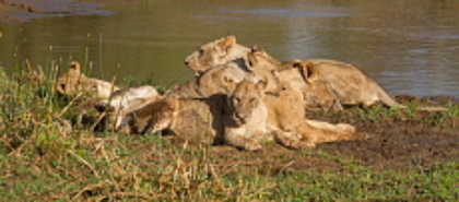 Selous Game Reserve
