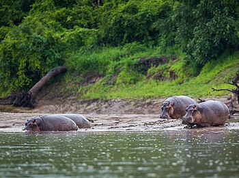 Time + Tide Nsolo: Hippos beim Wasser Gang