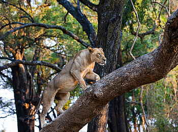 Time + Tide Nsolo: Selten! - Löwe auf dem Baum