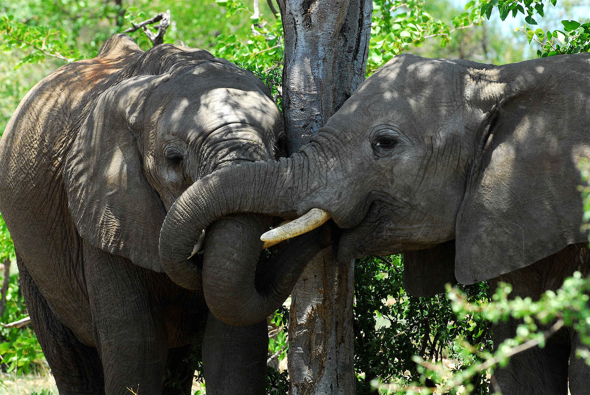 botswana safari, safari botswana, tuli lodge, tuli lodge bilder, tuli lodge botswana, tuli safari lodge, tuli safari lodge bilder, big five, elefant, tiere, Tuli Safari Lodge Masahtu