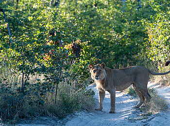 Tuludi Camp: Löwe auf der Piste Tuludi Camp: Löwe auf der Piste