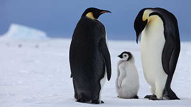 White Desert: Kaiserpinguinfamilie