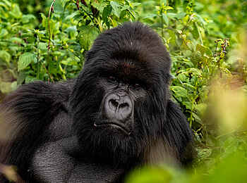 Bisate Lodge: Gorilla 