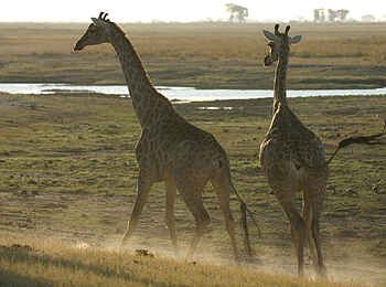 Chobe Elephant Camp: Giraffen beim Spielen Chobe Elephant Camp: Giraffen beim Spielen