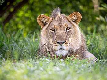 Evolve Back Gham Dhao Lodge: Junger Löwe