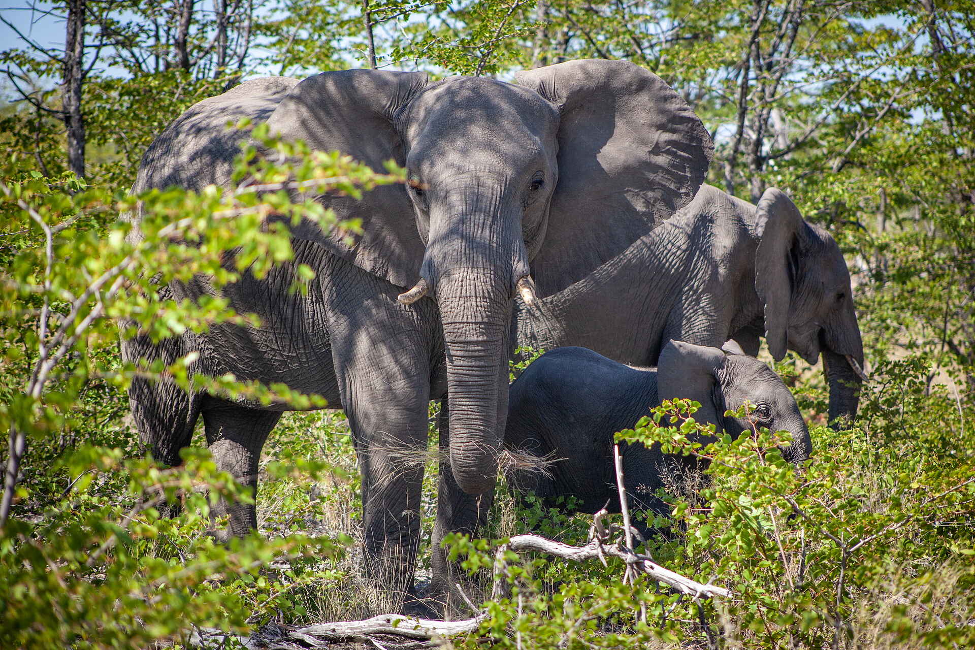 Gomoti Private Camp: Elefant frontal Gomoti Private Camp: Elefant frontal