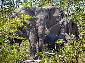 Gomoti Private Camp: Elefant frontal