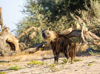 Hoanib Skeleton Coast Camp: Schabrackenhyäne Hoanib Skeleton Coast Camp: Schabrackenhyäne