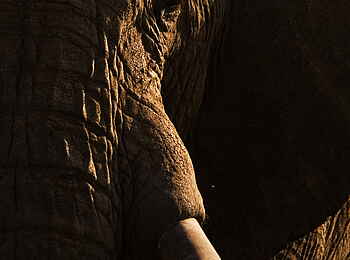 Karen Blixen Camp: Elefantenportrait Karen Blixen Camp: Elefantenportrait