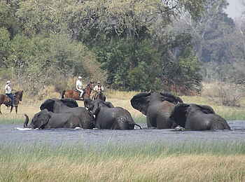 Kujwana Camp: Elefanten im Wasserloch