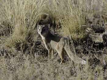 Kulala Desert Lodge: Fuchsmanguste
