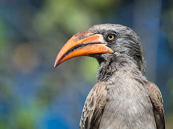 Linyanti Tented Camp: Nashornvogel