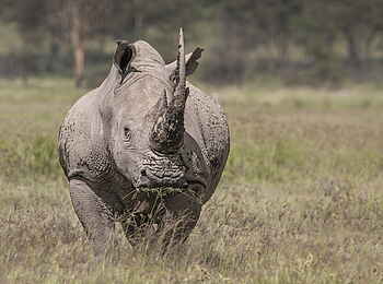 Loldia House: Breitmaulnashorn