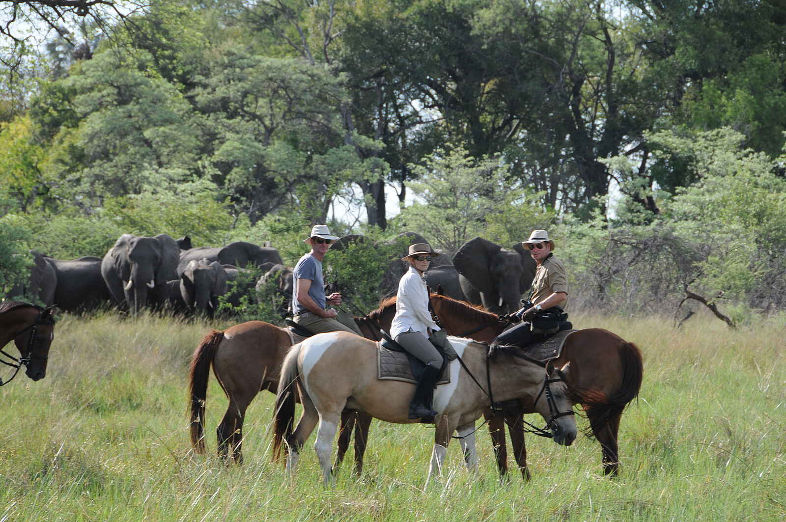 Macatoo Camp: Begegnung mit Elefantenherde Macatoo Camp: Begegnung mit Elefantenherde