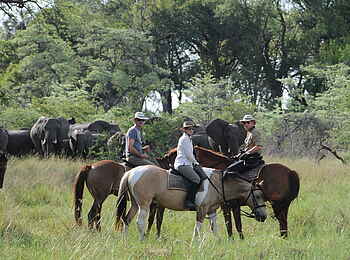 Macatoo Camp: Begegnung mit Elefantenherde