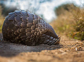 Motswari Game Lodge: Pangolin