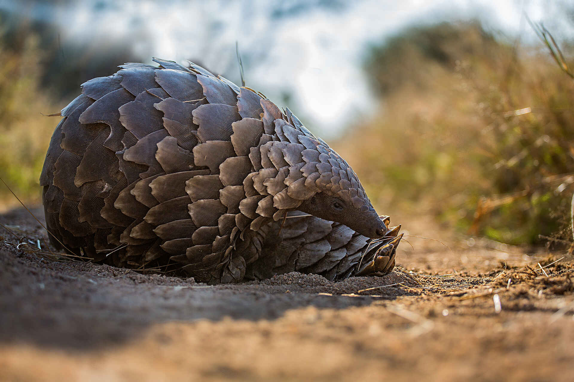 Motswari Game Lodge: Pangolin