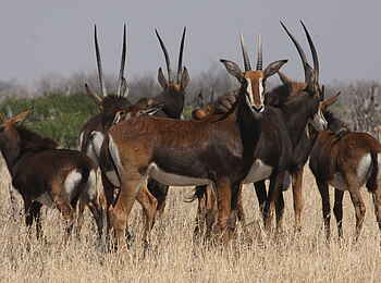 Nehimba Lodge: Gruppe von Säbelantilopen Nehimba Lodge: Gruppe von Säbelantilopen