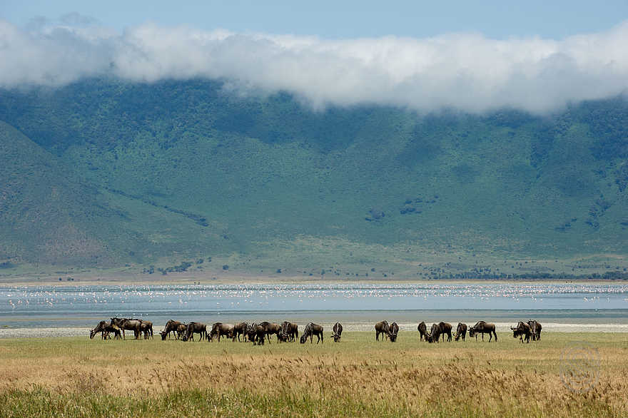 Ngorongoro Serena Safari Lodge: Gnus Ngorongoro Serena Safari Lodge: Gnus