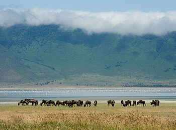Ngorongoro Serena Safari Lodge: Gnus Ngorongoro Serena Safari Lodge: Gnus