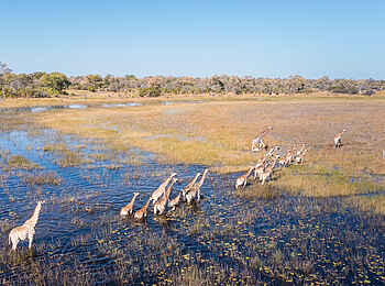 Okavango Explorers Camp: Giraffen ziehen durchs Delta Okavango Explorers Camp: Giraffen ziehen durchs Delta