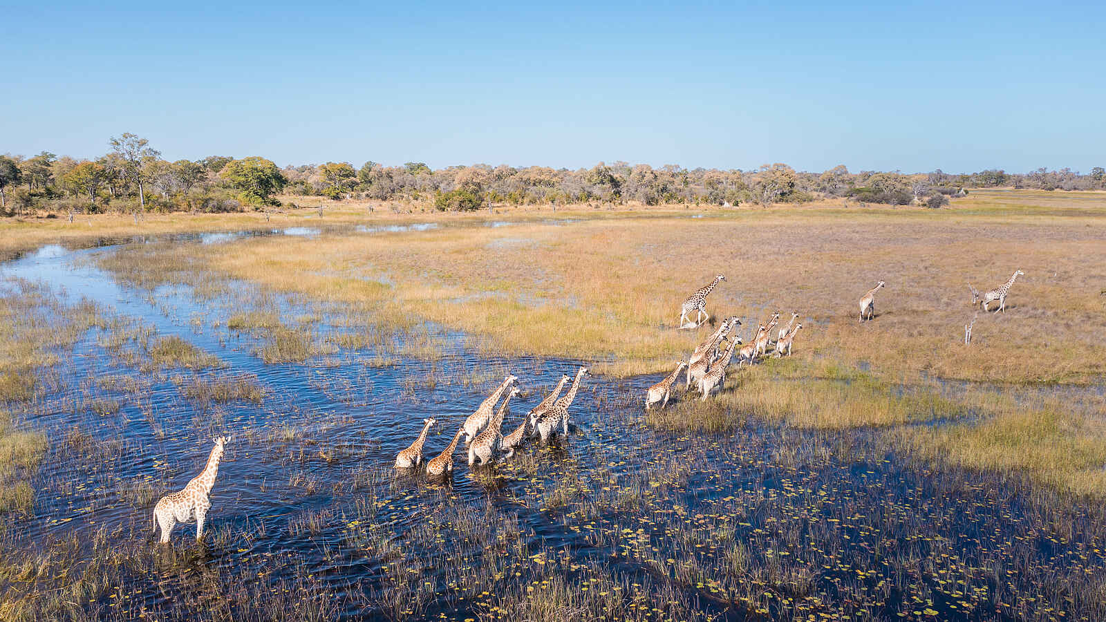 Okavango Explorers Camp: Giraffen ziehen durchs Delta Okavango Explorers Camp: Giraffen ziehen durchs Delta